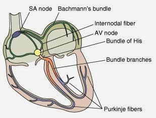 nodus sa dan av adalah|Ikhtisar Sinoatrial dan Node Jantung Atrioventrikular